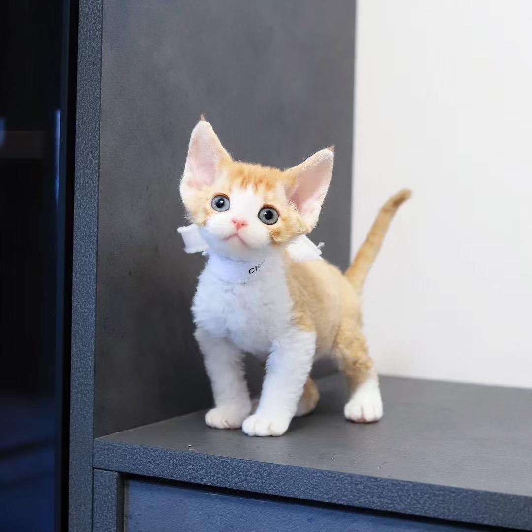 Abigail晓晓德文卷毛猫直播号