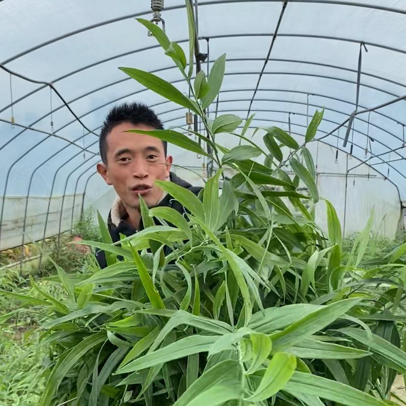 李德龙-四川大黄精