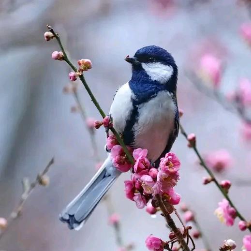 东子