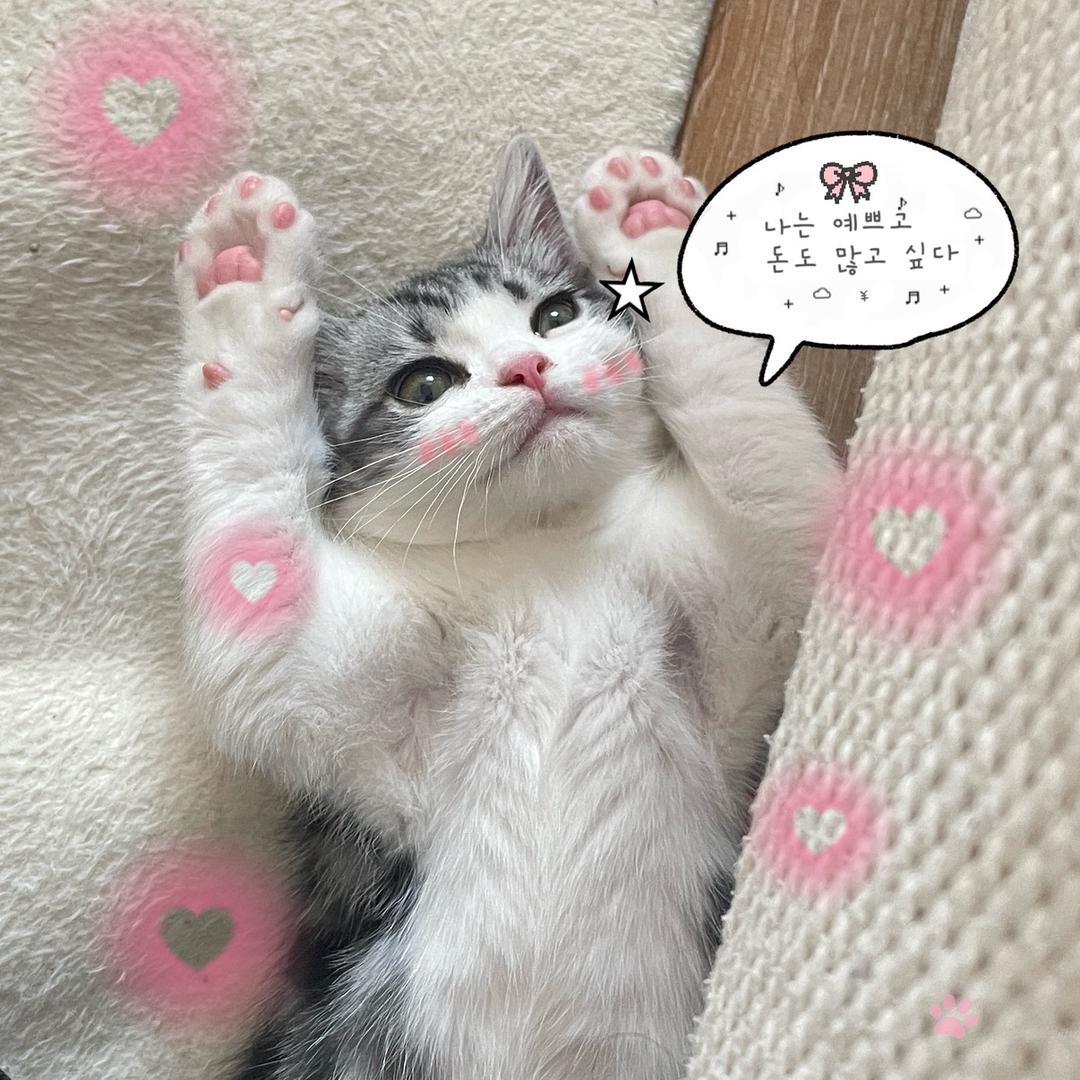 喵爪贝