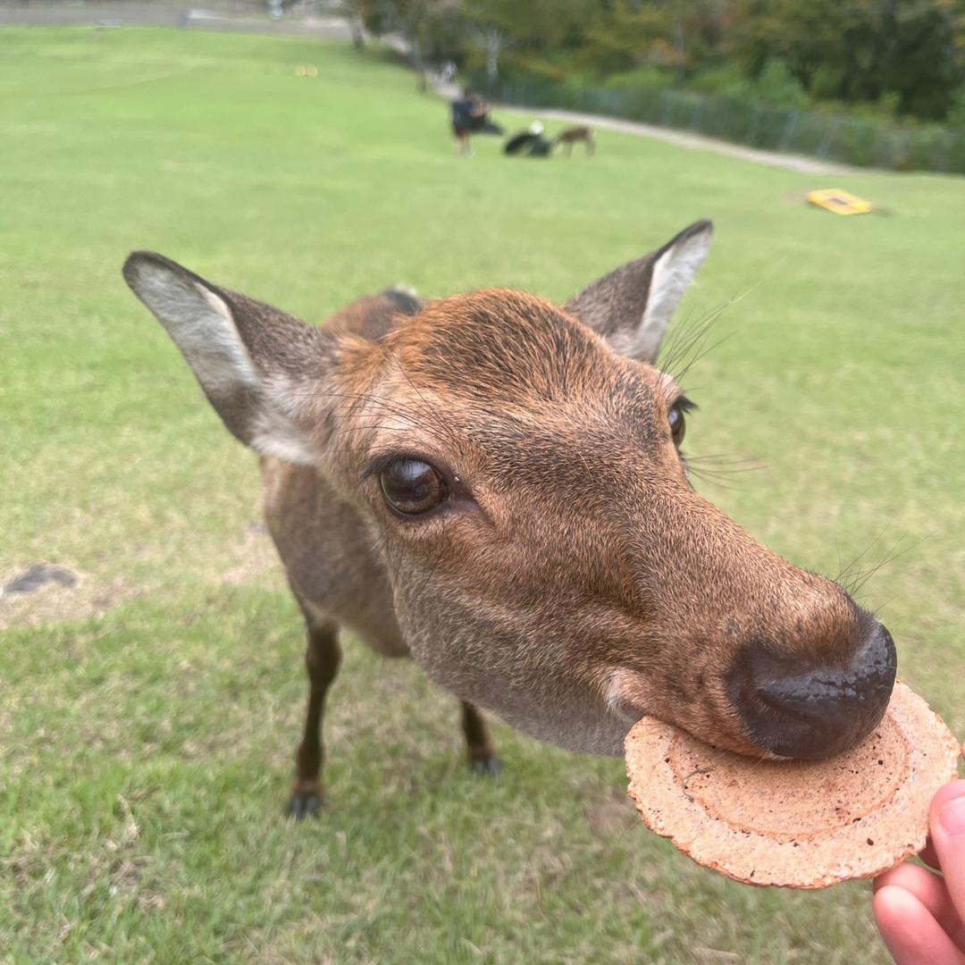 球球妈（牛马版）
