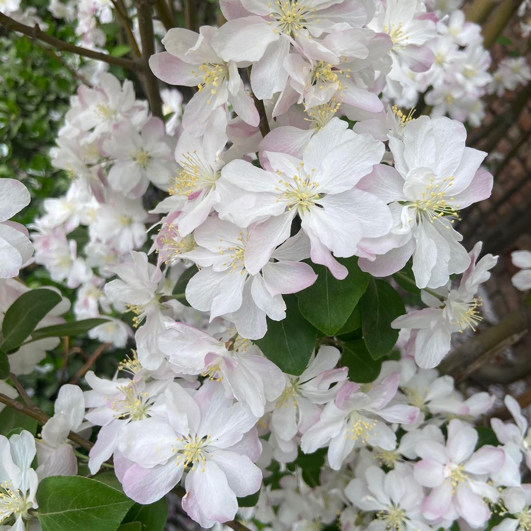 月来飘香👍👍👍
