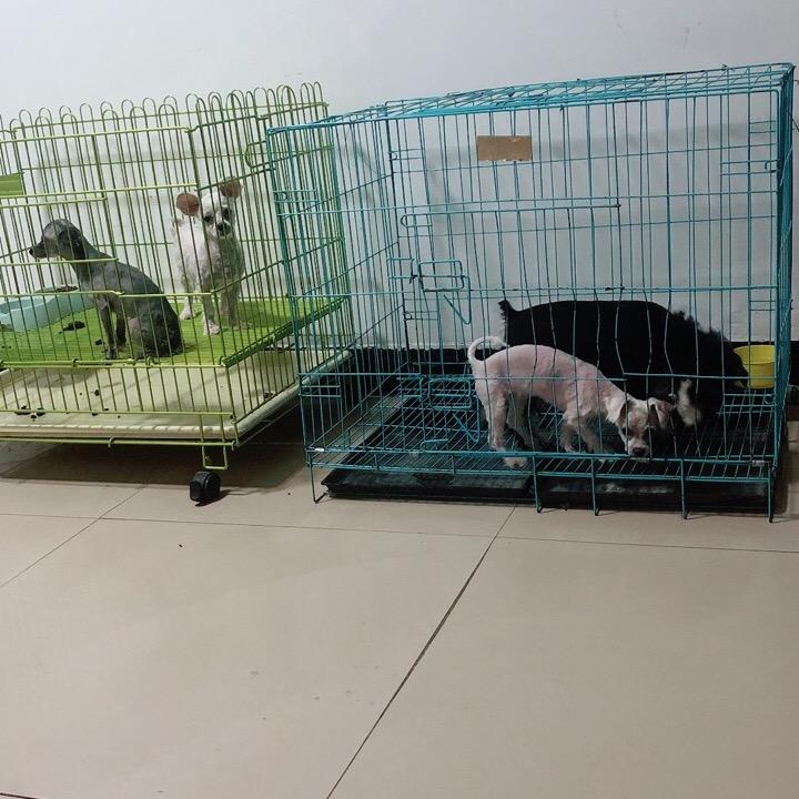 宠物繁育