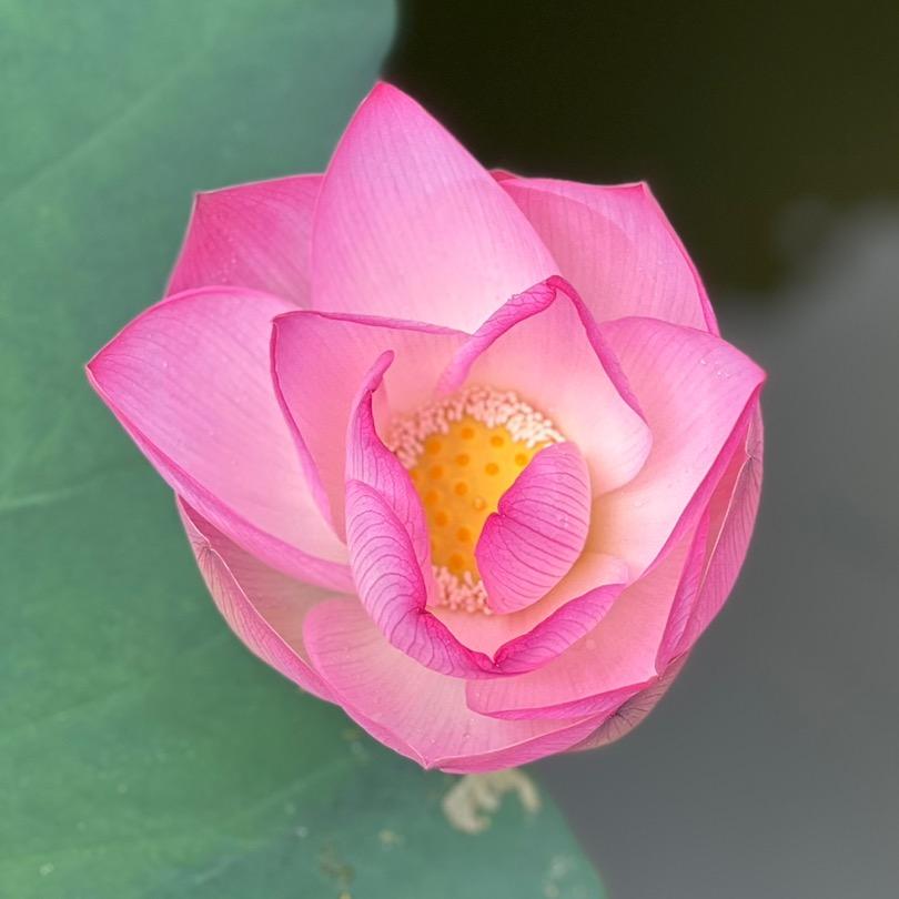 森俊美甄选