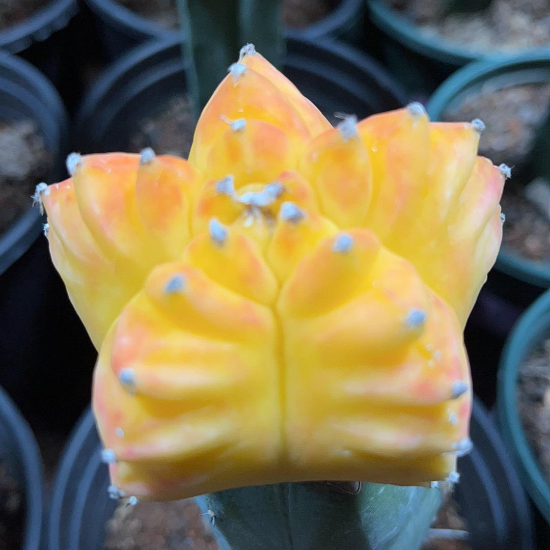 花居艺