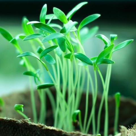 花与诗1