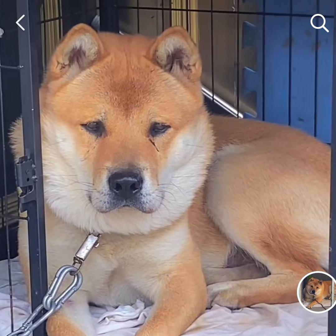 优质国犬，黄狗白面原生态（小耳朵）