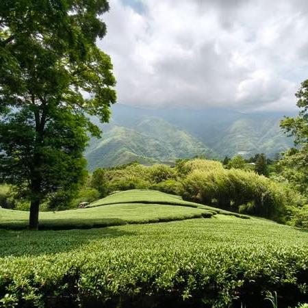 洛柠头像