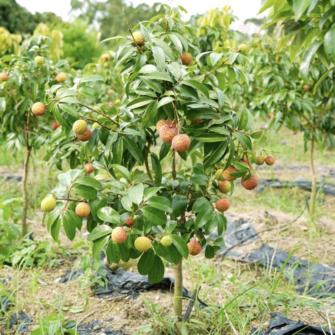 优诚果树苗木专营店