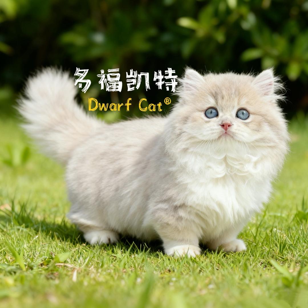 多福凯特🐱🏠(矮脚猫)