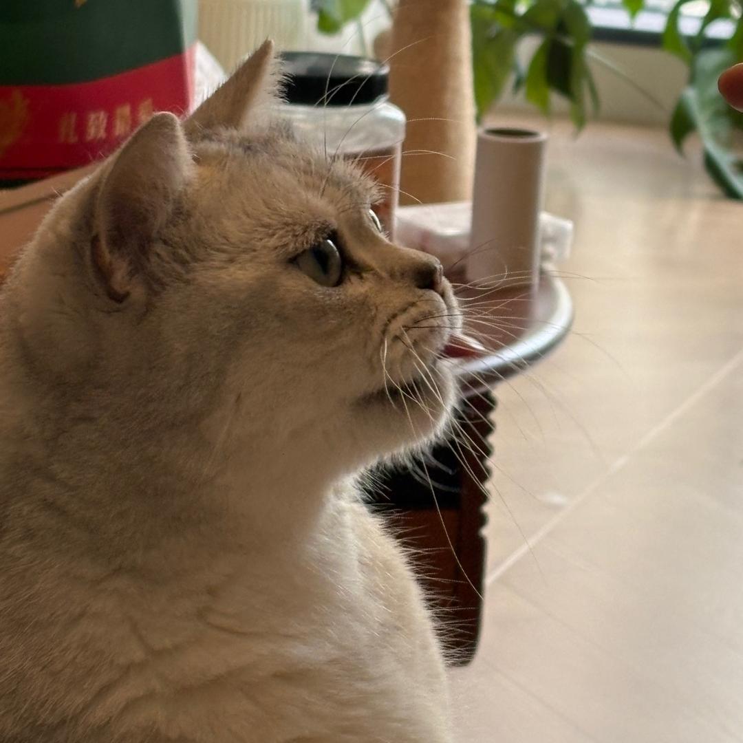 饭团是只猪咪