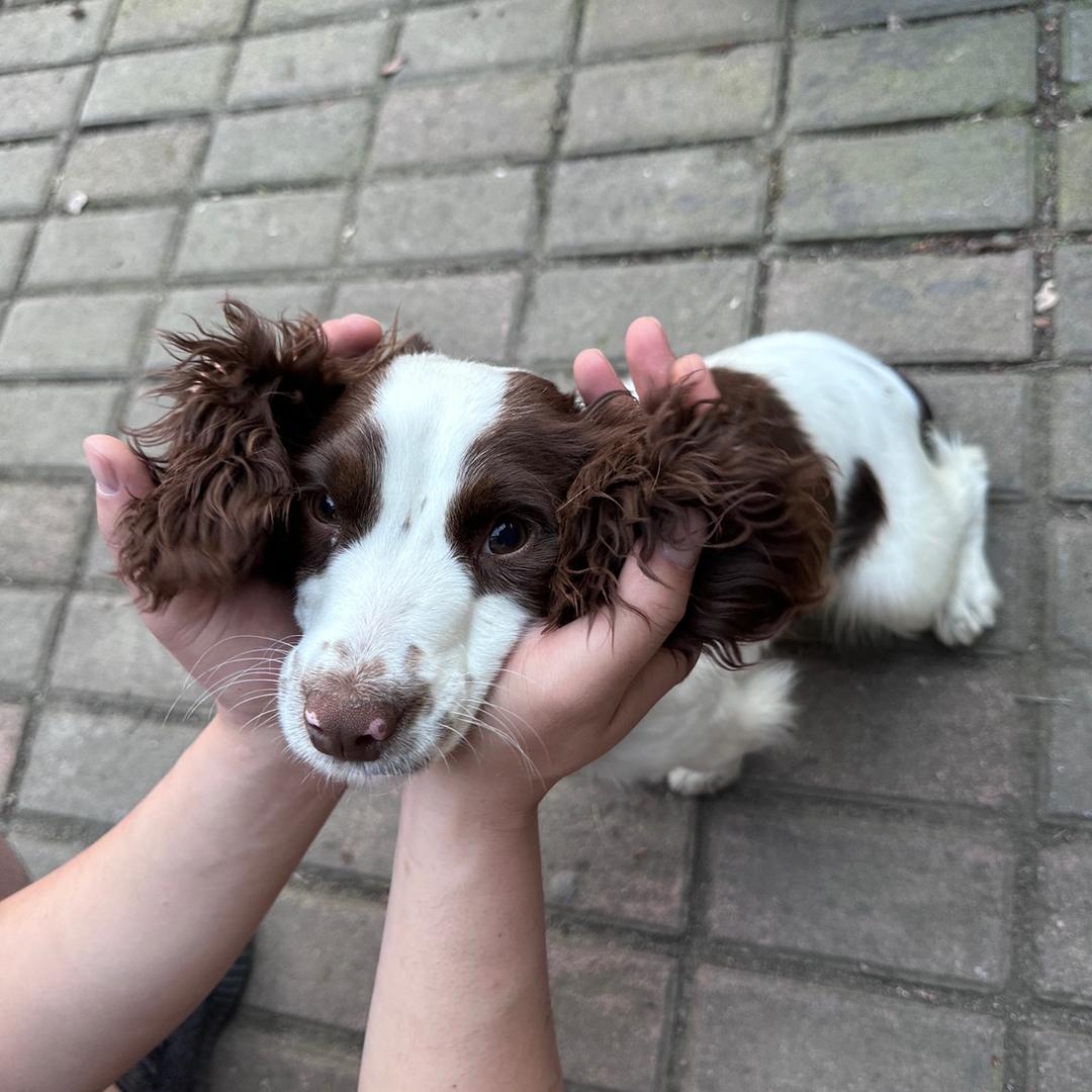 布灵的快乐生活