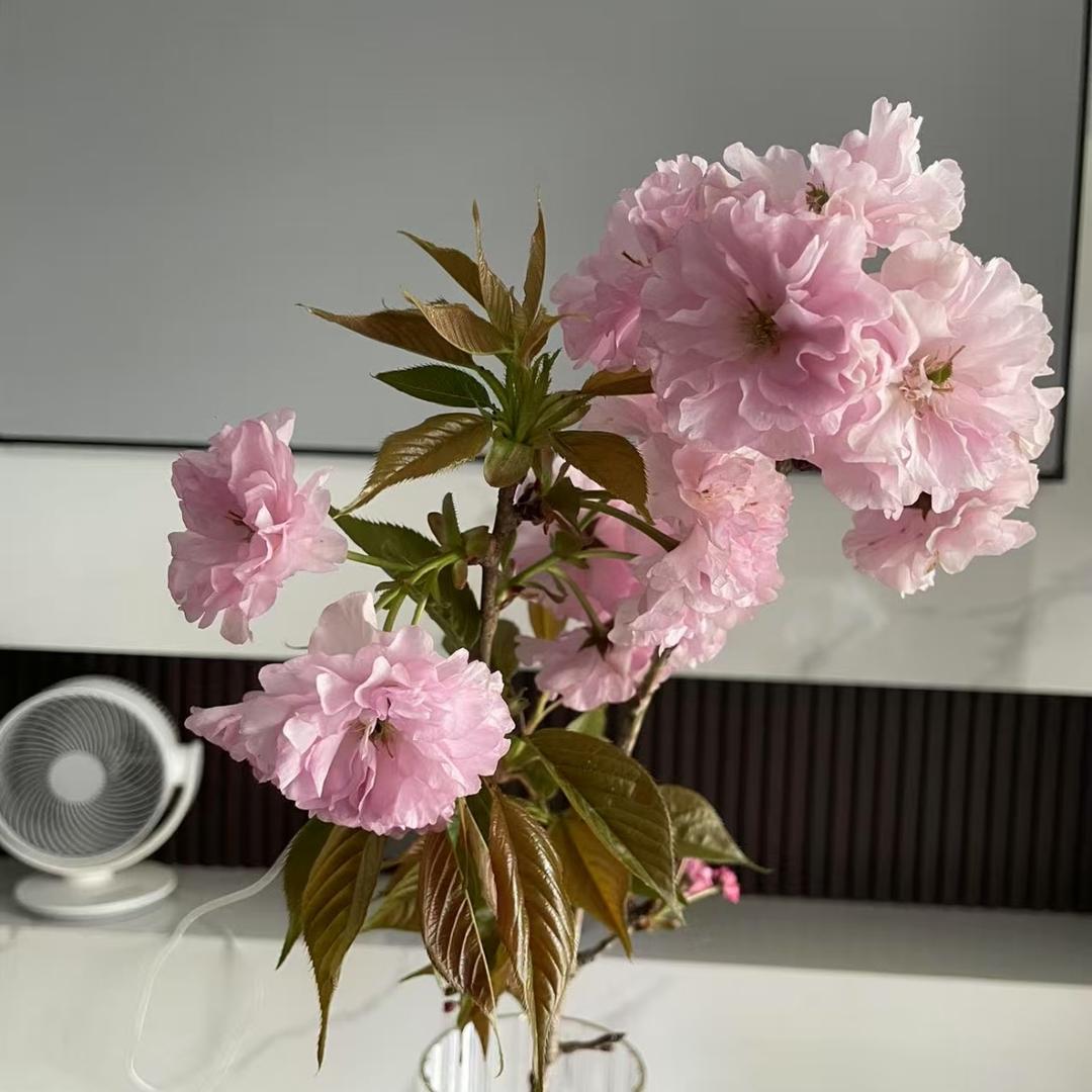 黑草莓好看爱看