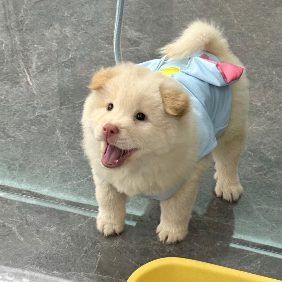 南俊中华田园犬