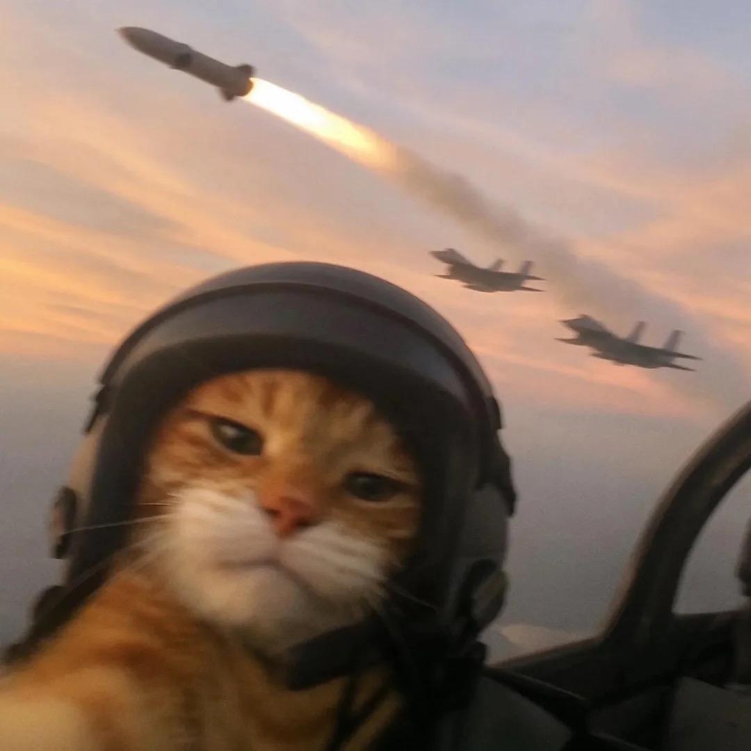 猫猫大王