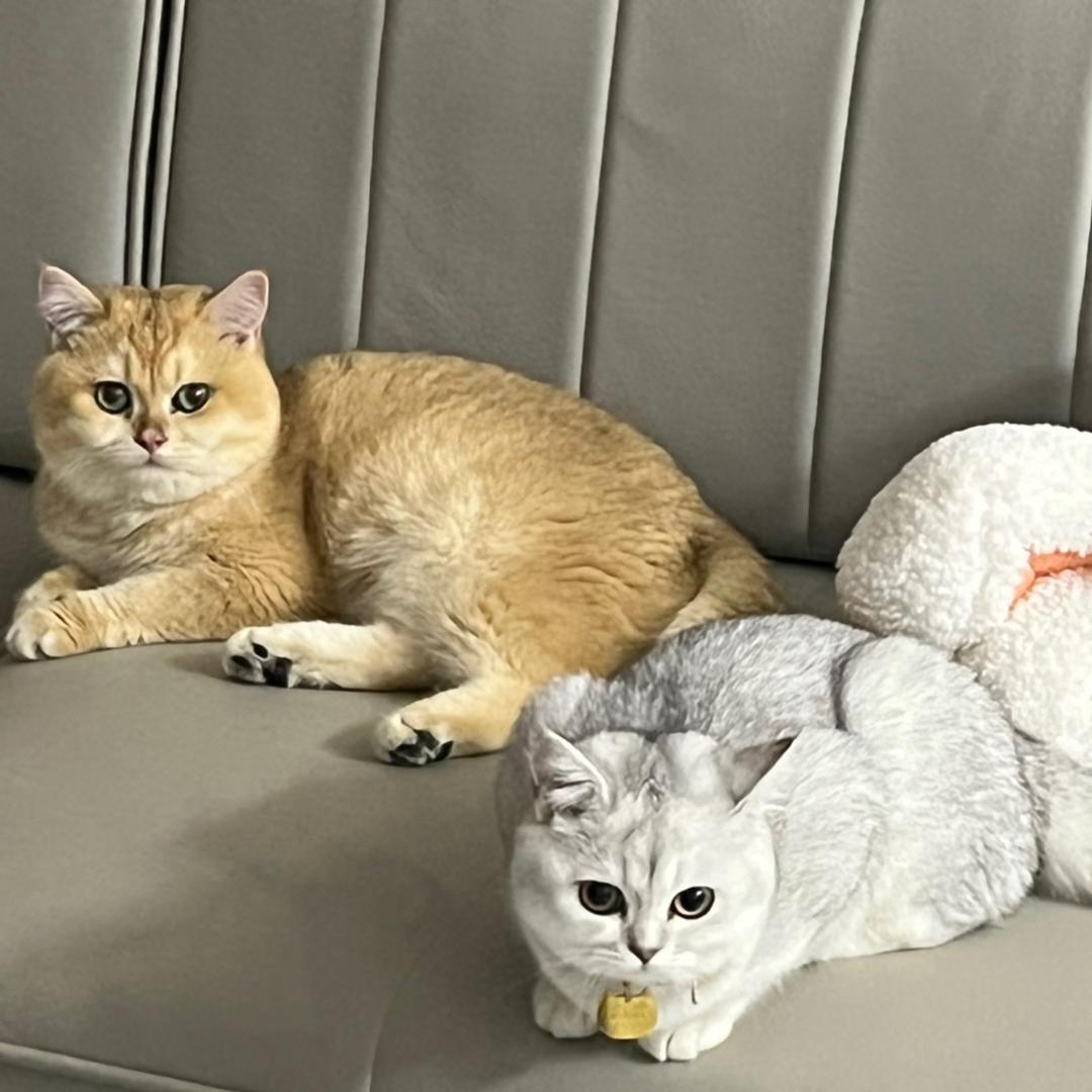 汤圆圆和泡泡面