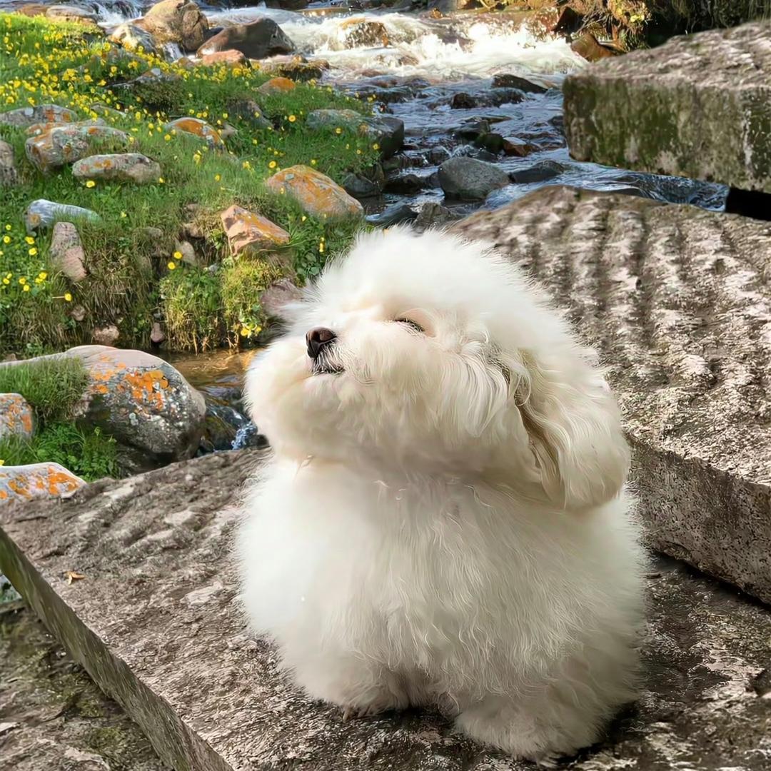 是大绵吖（养成系）