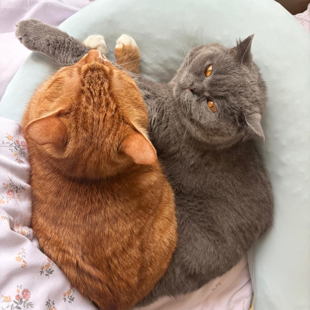 咪咪吱（互关秒回）