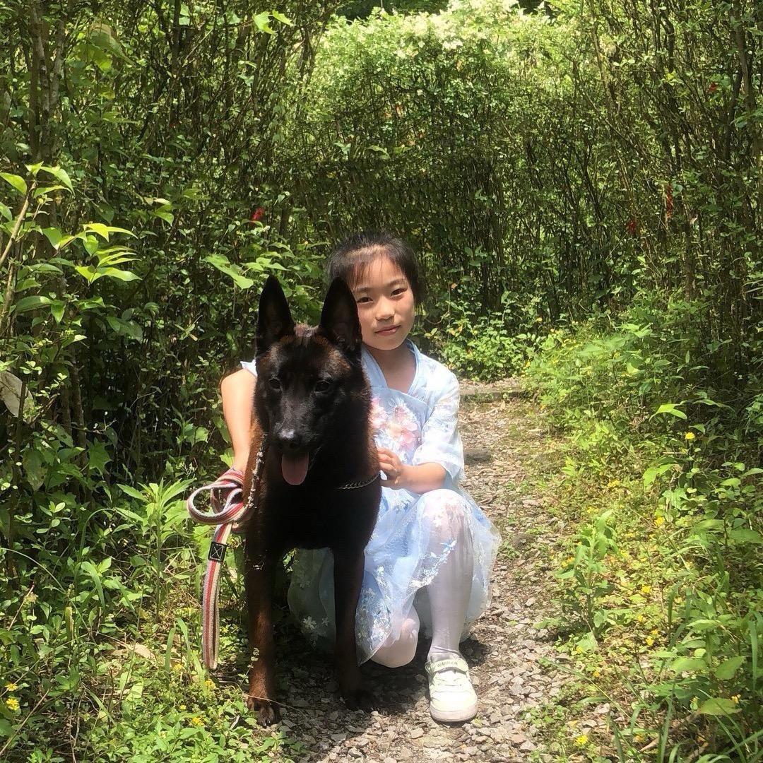 重庆江北七月犬舍（马犬、边牧）（直播号）