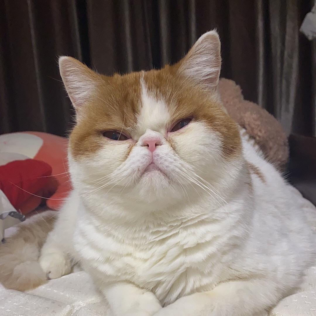 蔡先森（同款开箱）