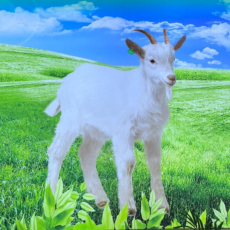 河东张炖本地山羊肉