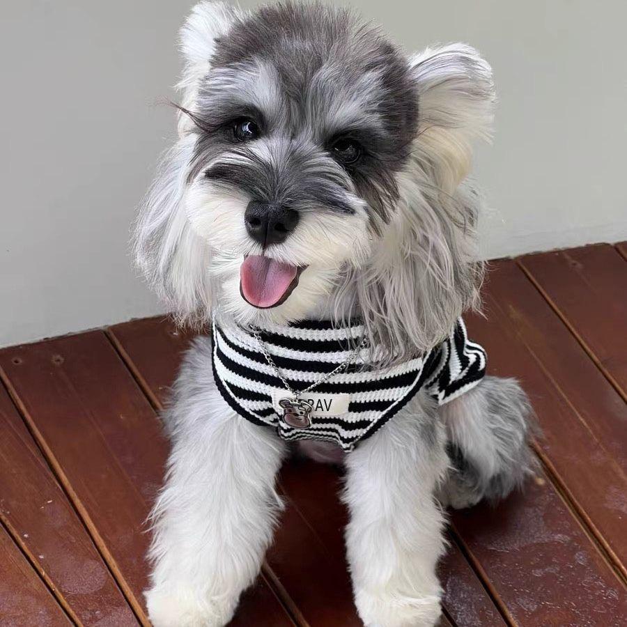 肚肚家的雪纳瑞