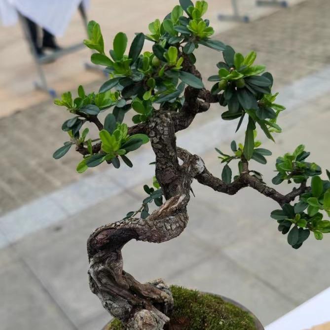 小二哥种植场