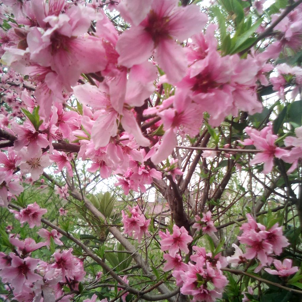 彩云伴海鸥