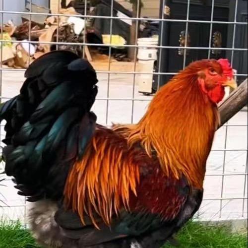 诚实农场