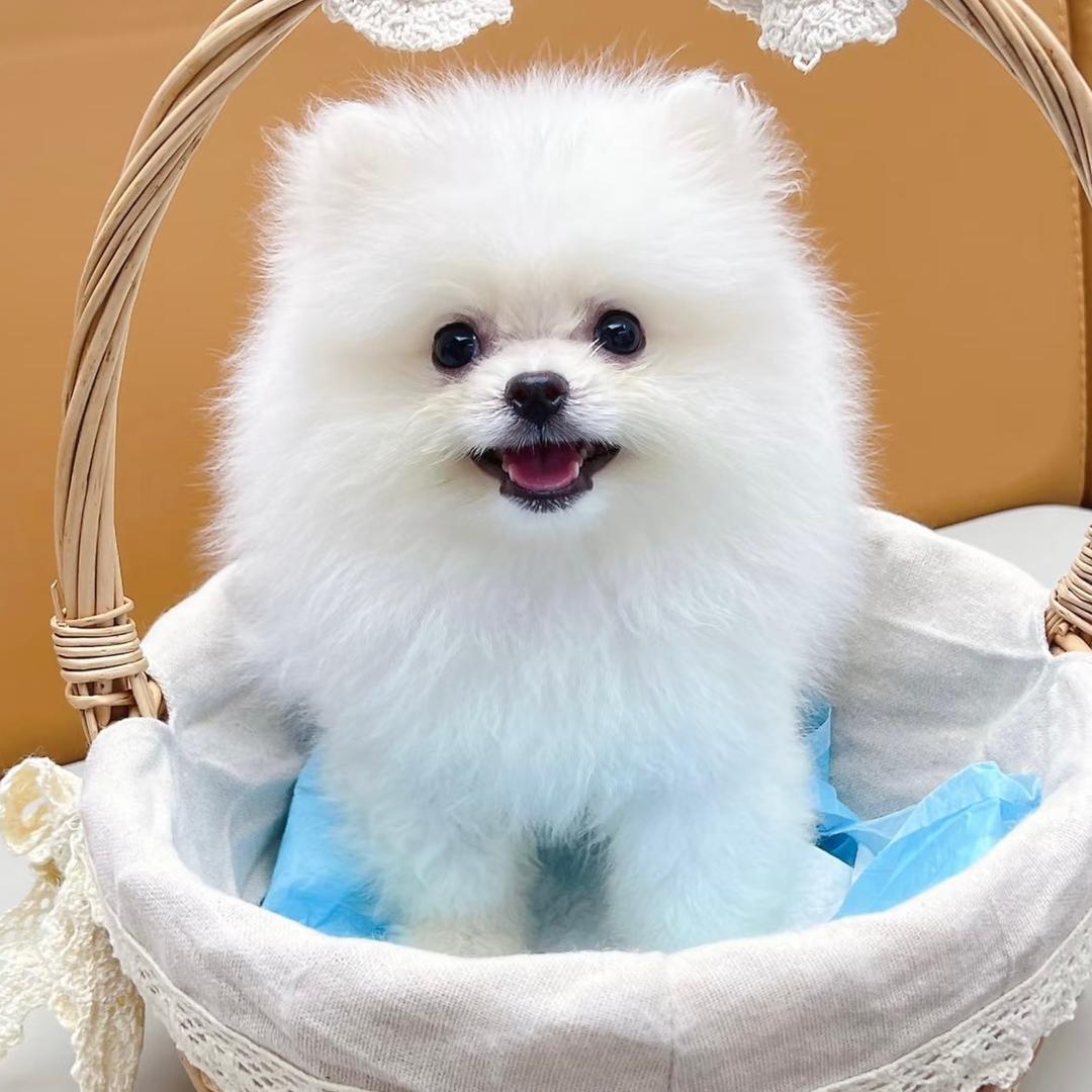 萌宠小豪