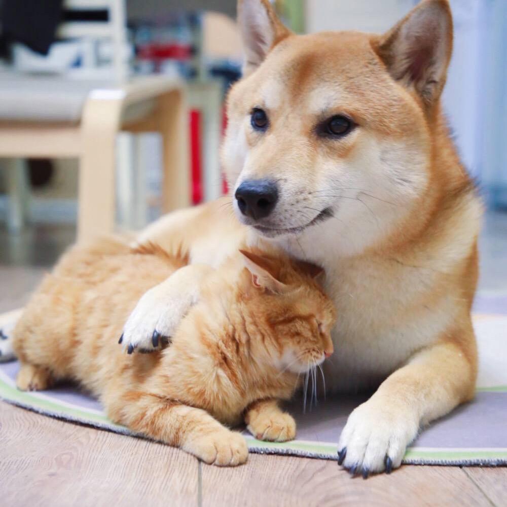 山东辉鸿宠物喂狗冷库