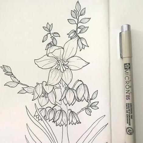 云兮卓铁线莲种植基地