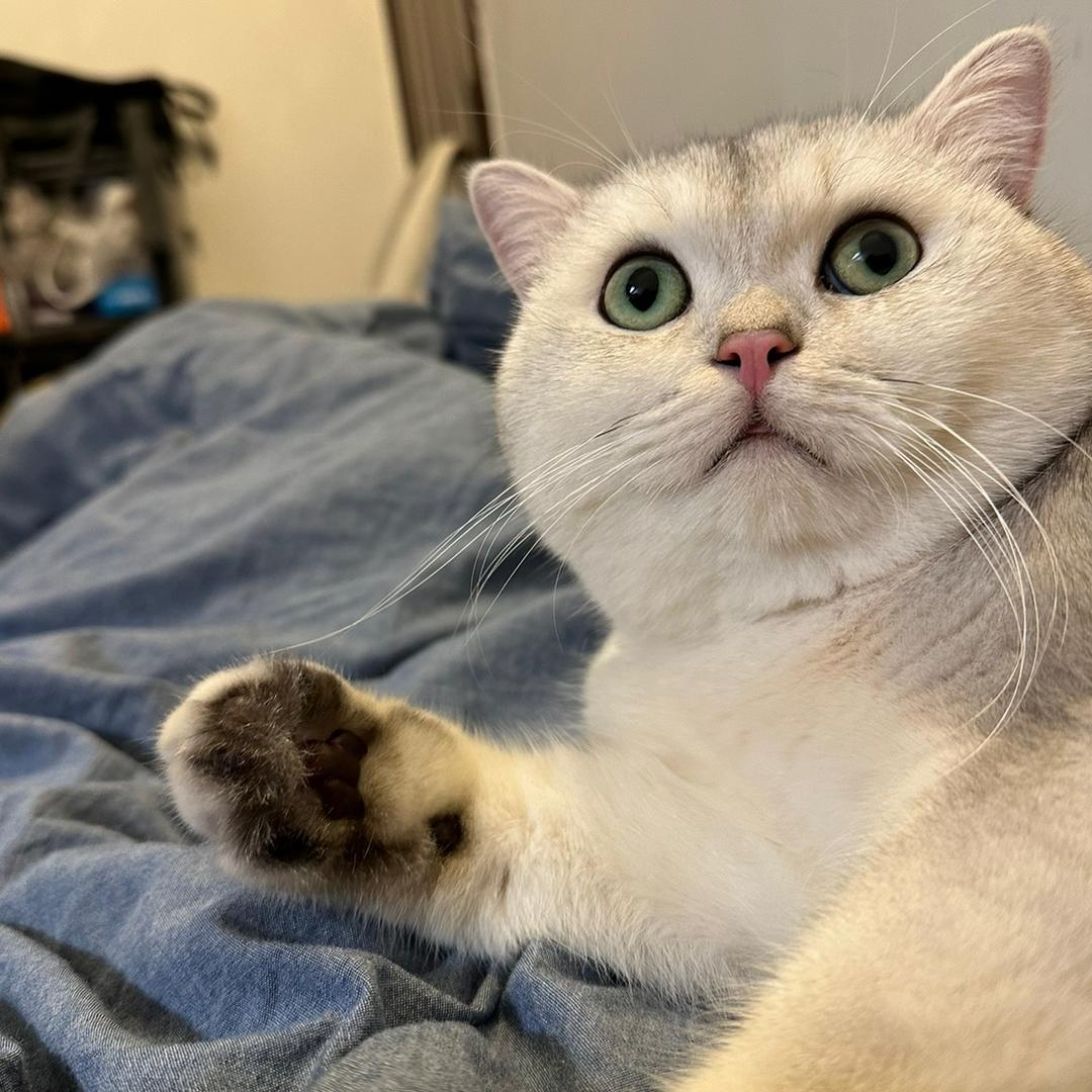 胖猫摸鱼儿