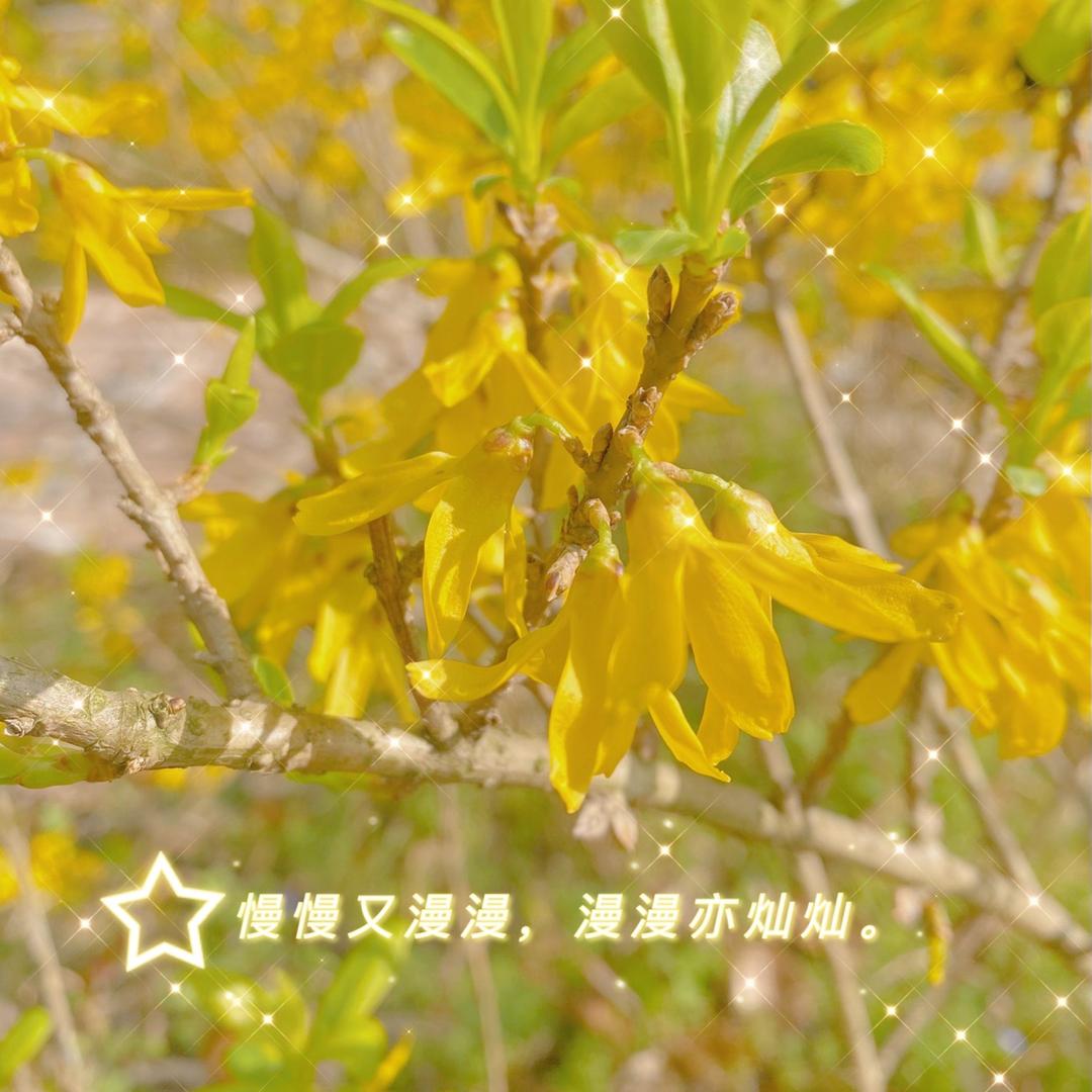 JJ苏雅（苏菜菜）