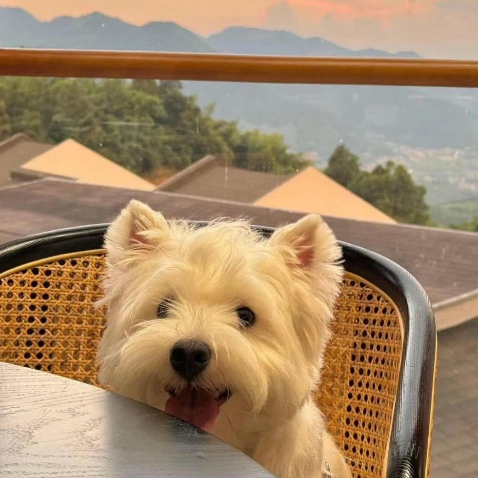 小狗便当当当
