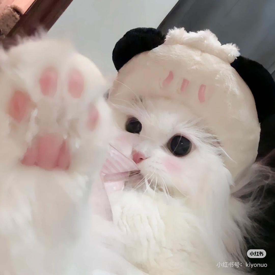 胆小喵