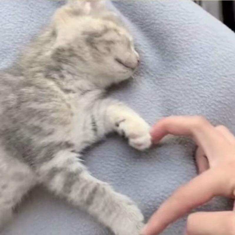 小S不爱0