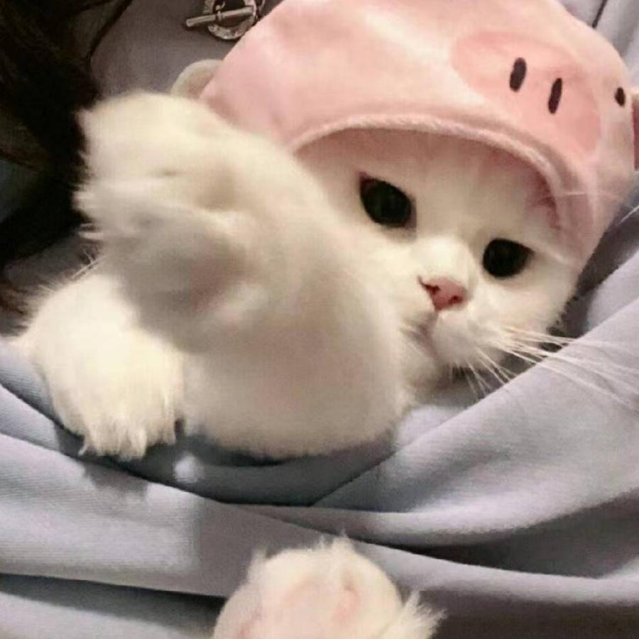 忧伤小猫