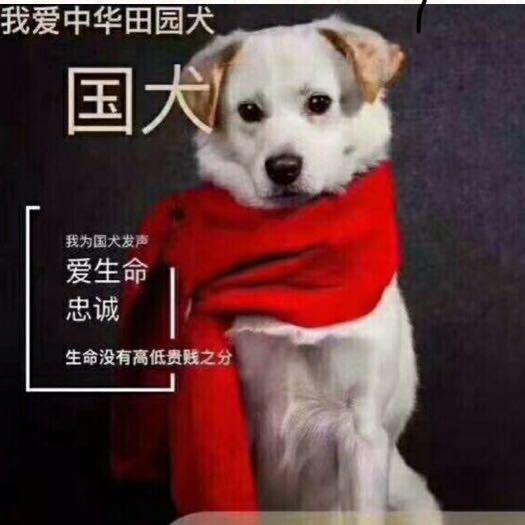 握爪今羽爱心宠物