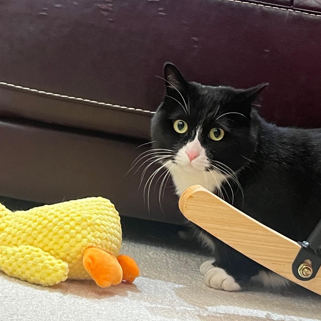 平常心（日常）