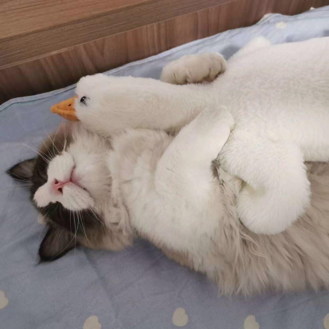 小羊苏轼.ˇ
