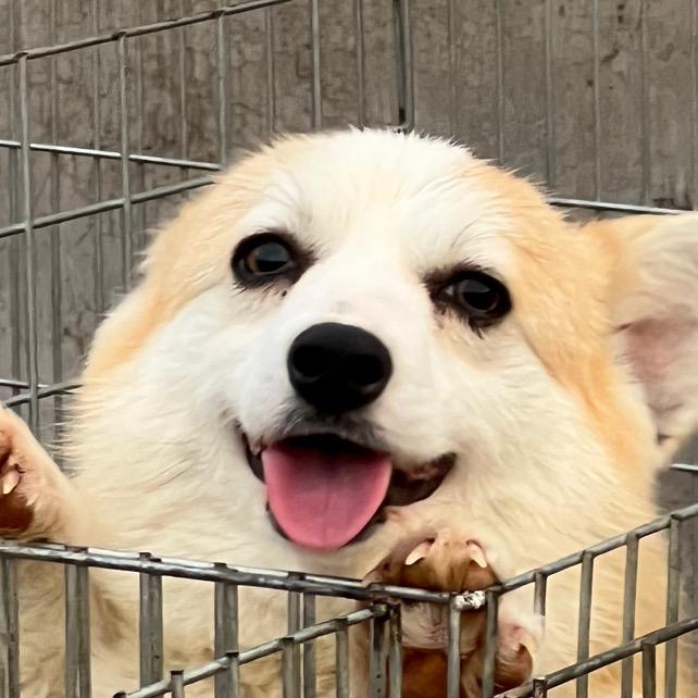 清歌柯基小助理