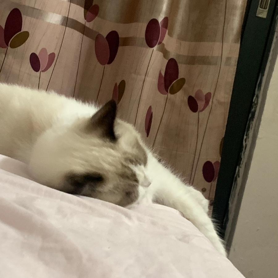 烊