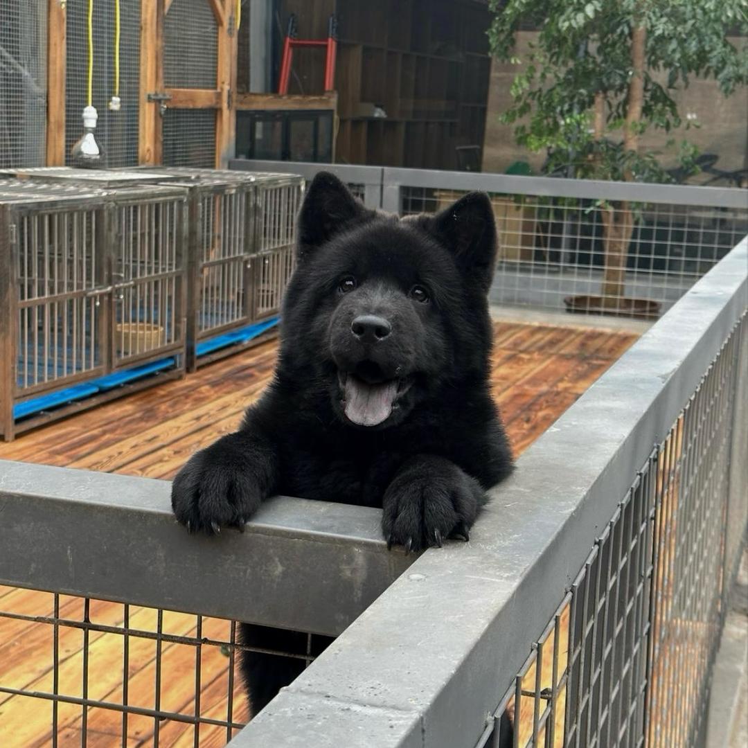 爱养五黑五红犬的小宝