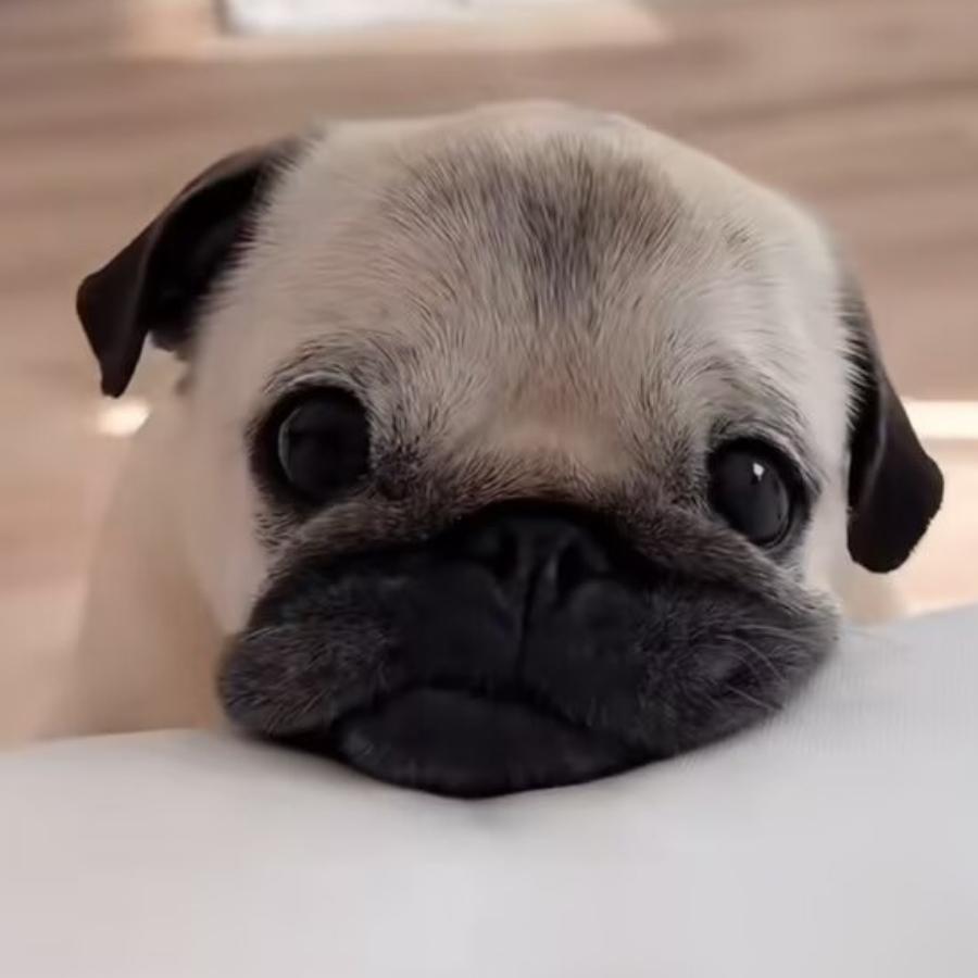 。。，，，，  。