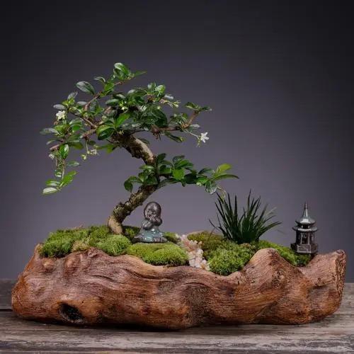 远方盆景