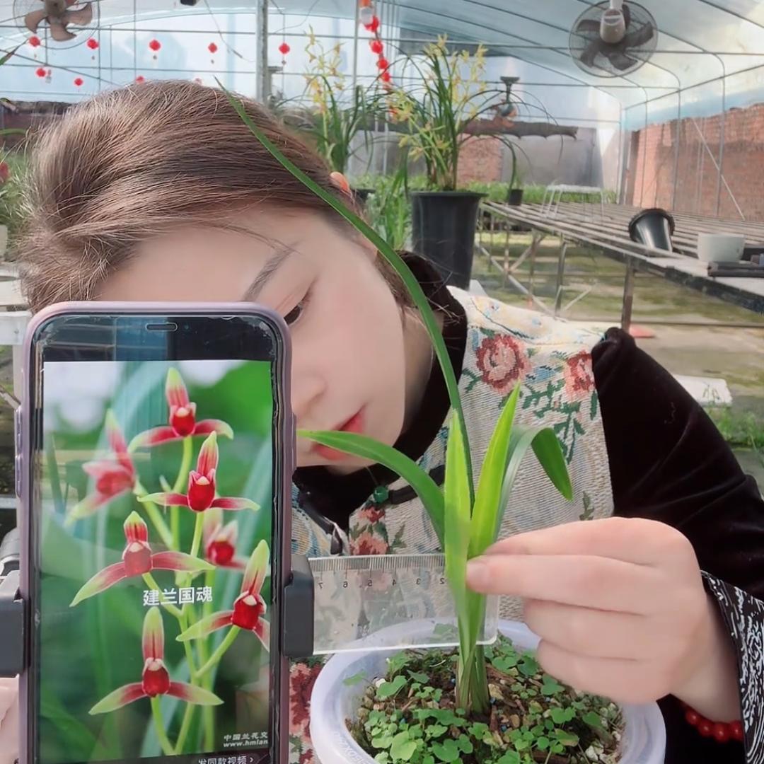 小夏的兰花