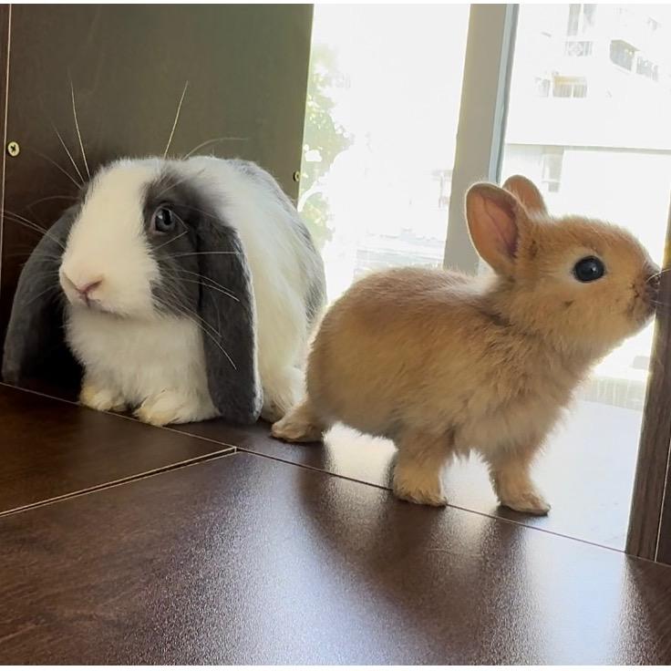 麦卡曼乖宠专卖店