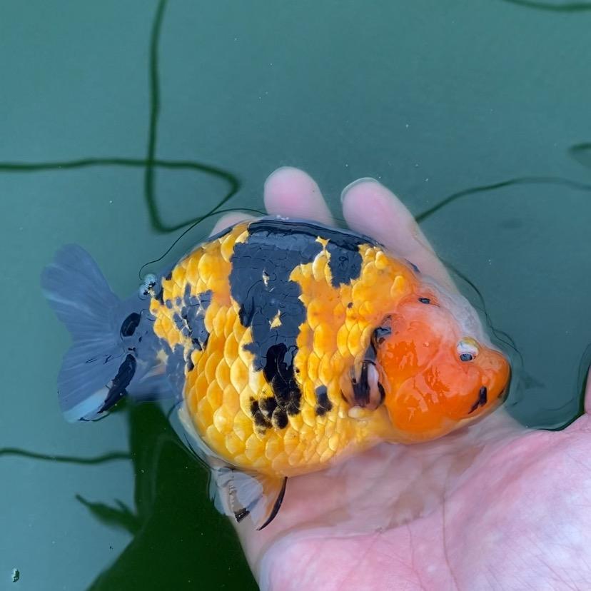 如鱼水族直播号