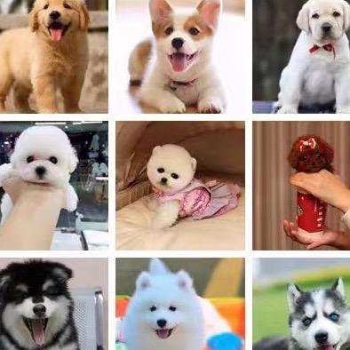 一只会说话的狗子